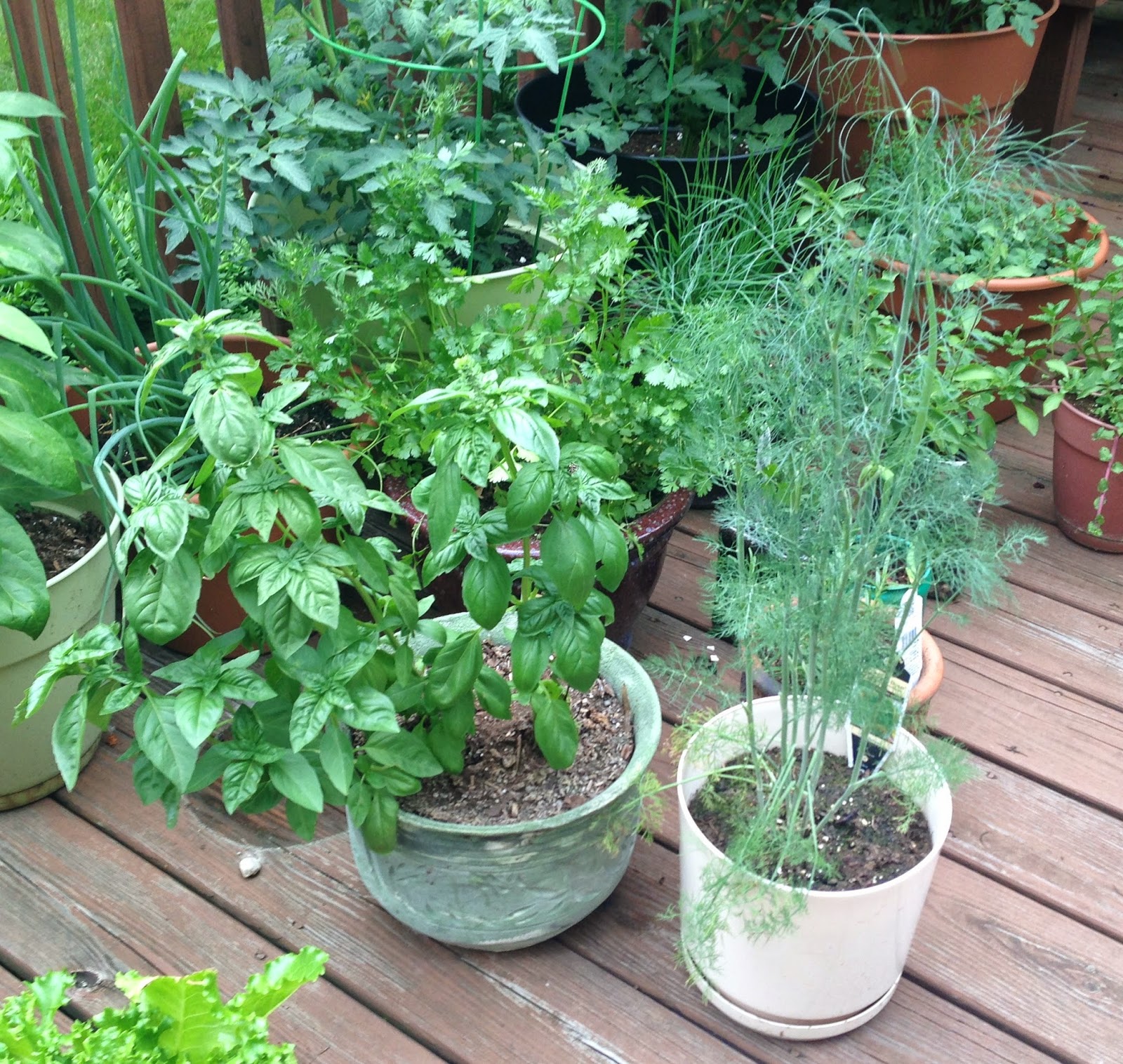 The Bourgeois Homesteader Garden Update Holy Growing, Batman!