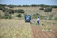 Garlic harvesting