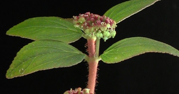 tawa tawa plant thesis tawa tawa plant thesis