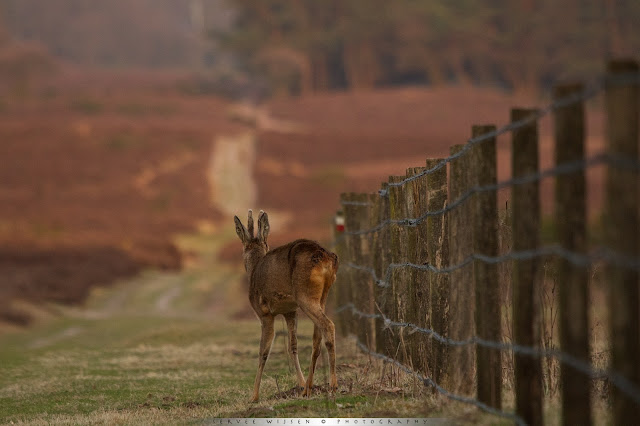 Ree - Roe Deer - Capreolus capreolus