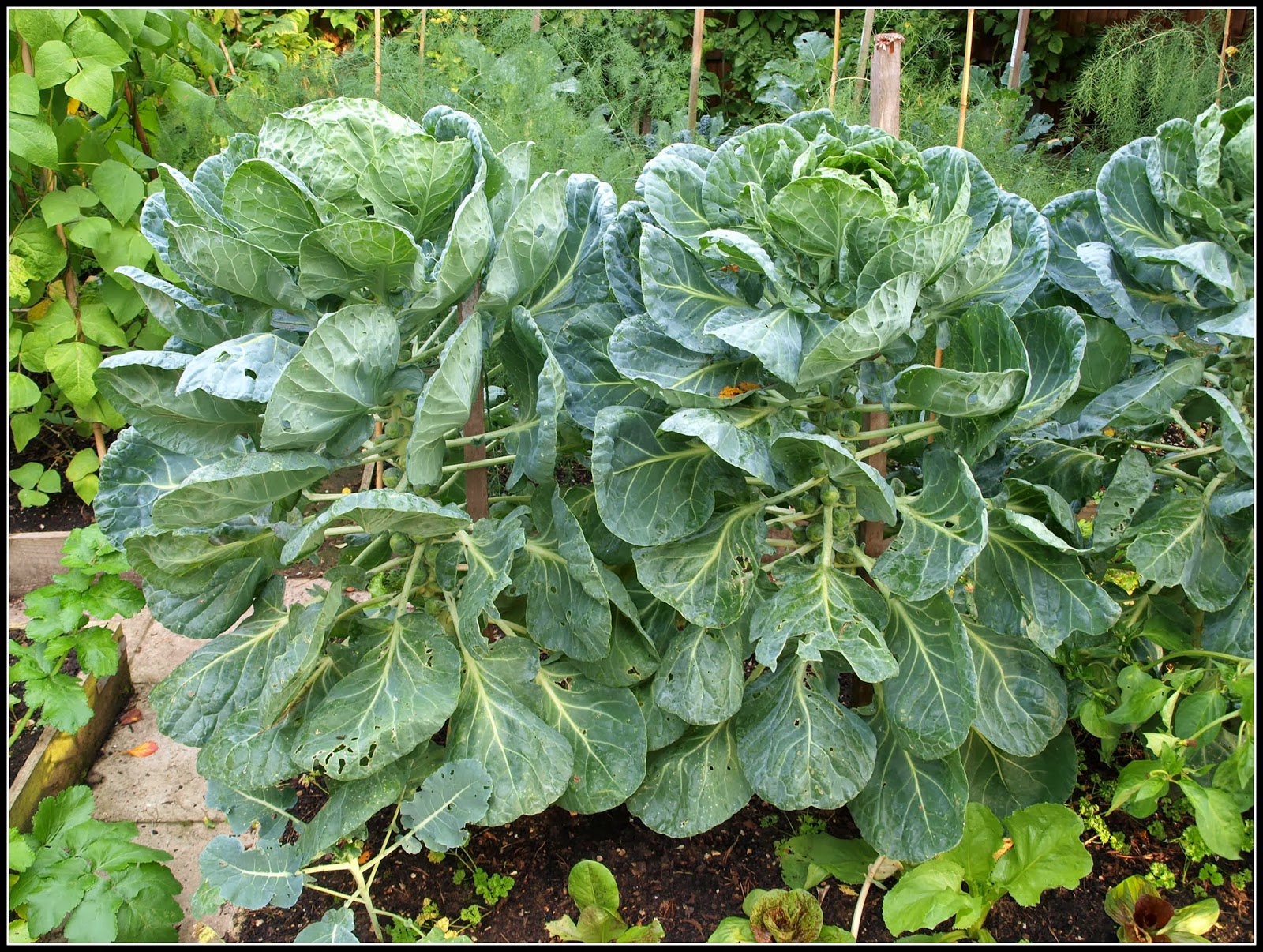 Mark�s Veg Plot Brussels Sprouts learning from a friend