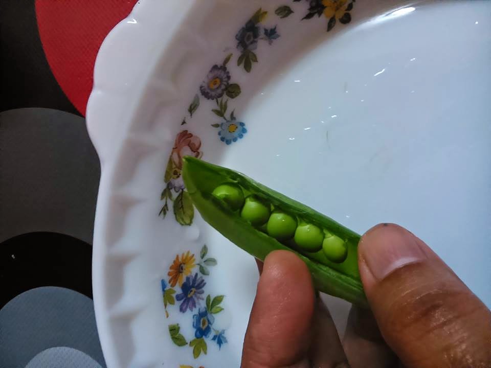 Yana Sana Sini Puri Kacang Pea