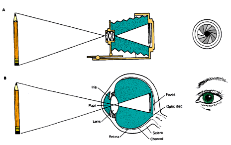 human eye and camera How are the human eye and a camera lens different – 8th grader for my board i compared the camera to the human eye it’s a hodgepodge. human eye and camera How are the human eye and a camera lens different – 8th grader for my board i compared the camera to the human eye it’s a hodgepodge.
