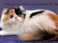 Hukum Jual Beli Kucing Hukum Jual Beli Kucing