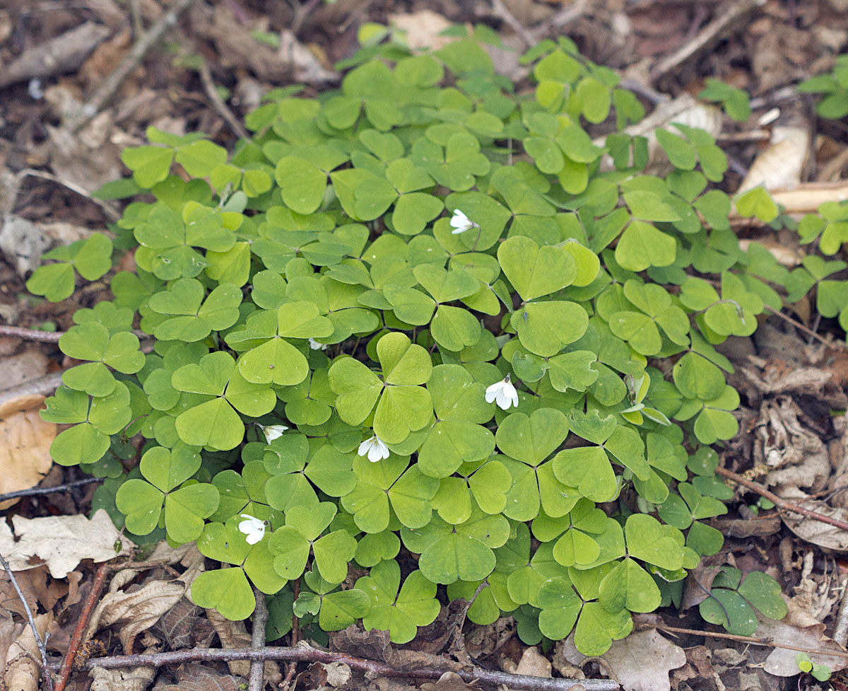 One Tree Hill Green Naturally