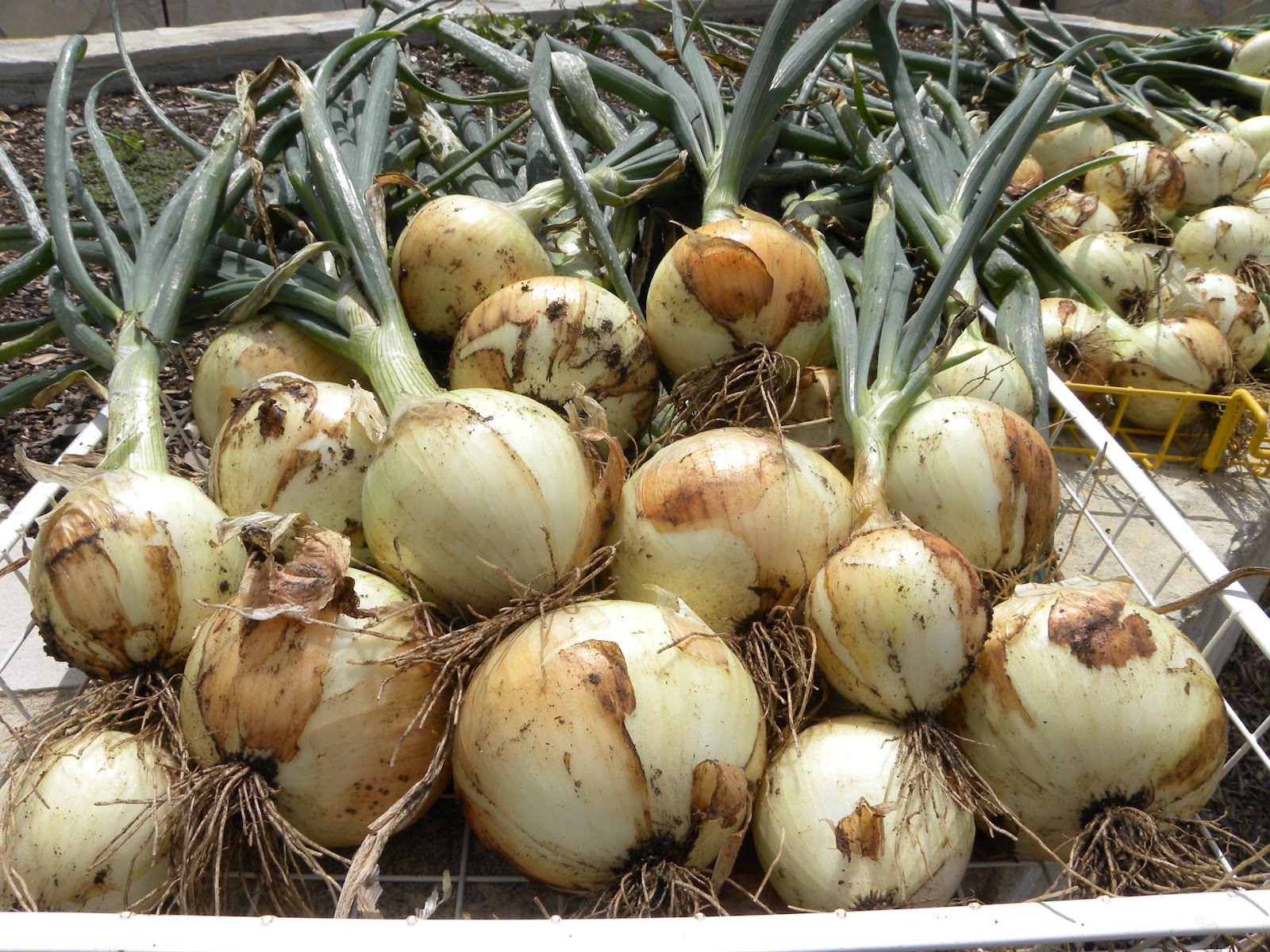 Diane's Texas Garden My Onion Harvest!