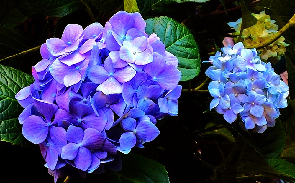 How To Grow Hydrangeas