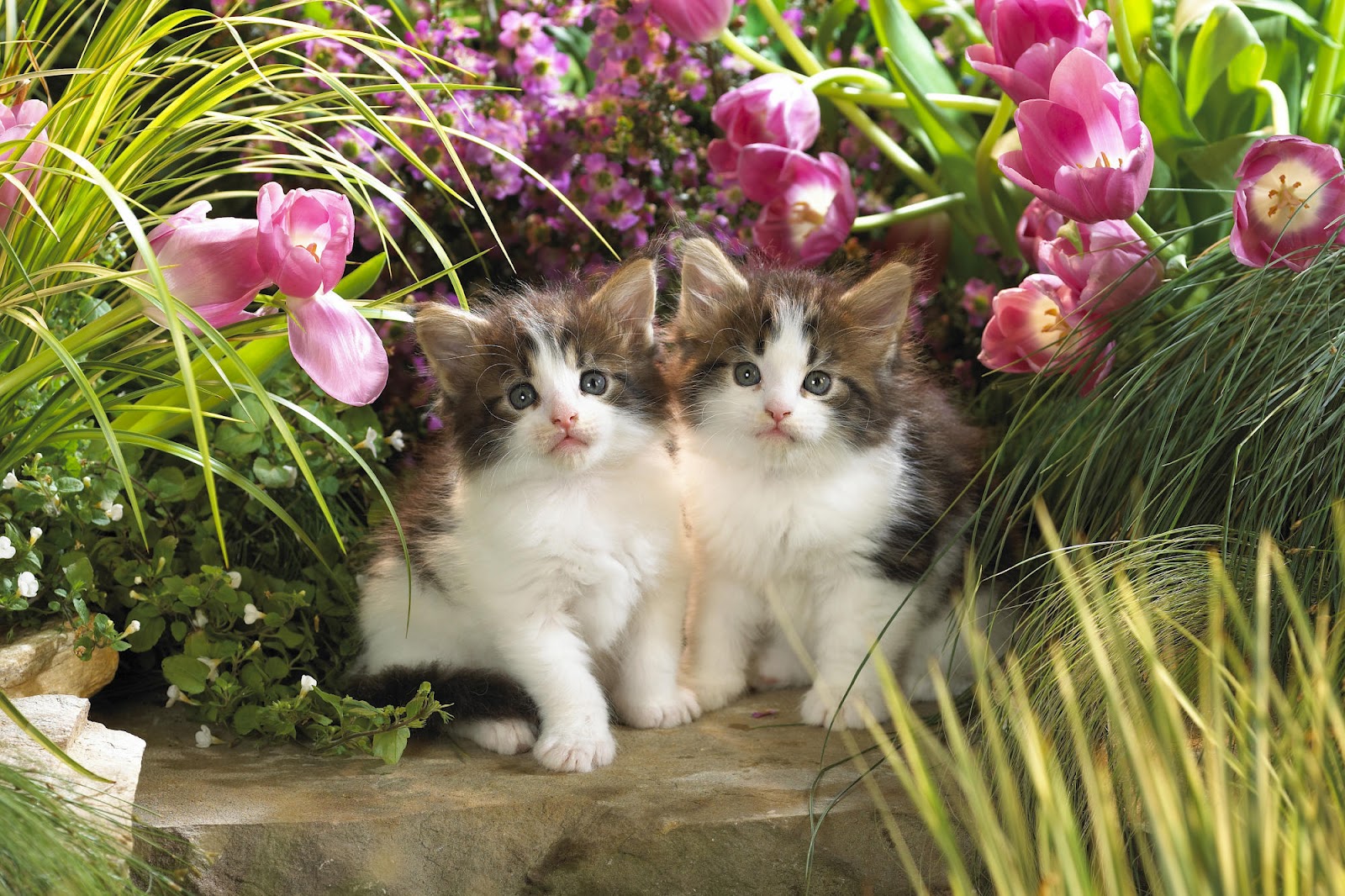 All Wallpapers: Beautiful Cats Hd Wallpapers