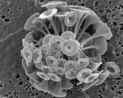 Flipopotamo Cocolitoforos