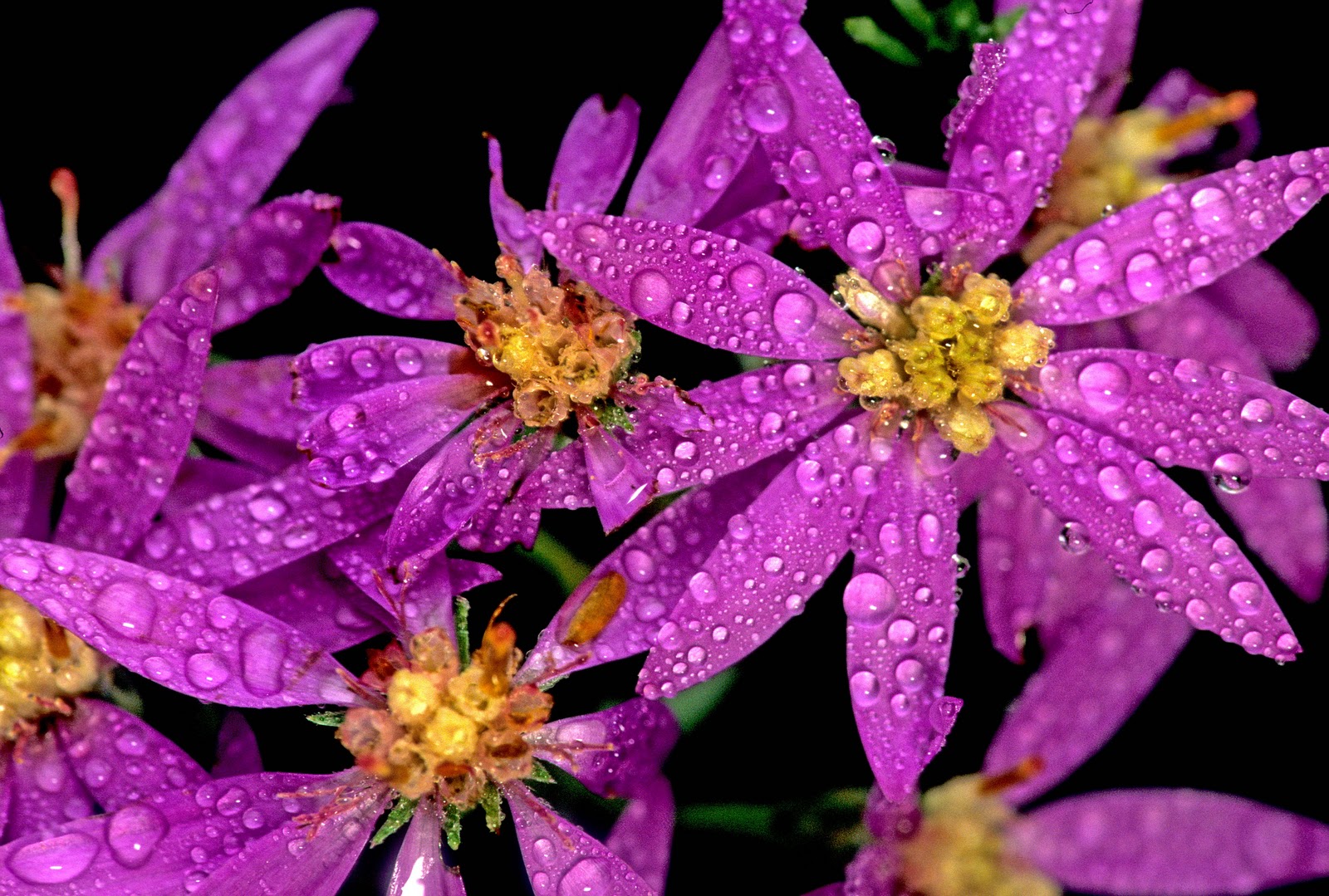 Kentucky Native Plant and Wildlife Plant of the Week Eastern Silvery Aster Symphyotrichum