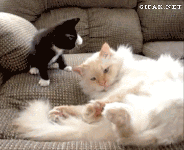 Funny cats - part 106 (40 pics + 10 gifs), cat and kitten gifs, adorable cats, cute cat gifs