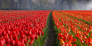 Holandia, tulipany. Busy do Holandii.