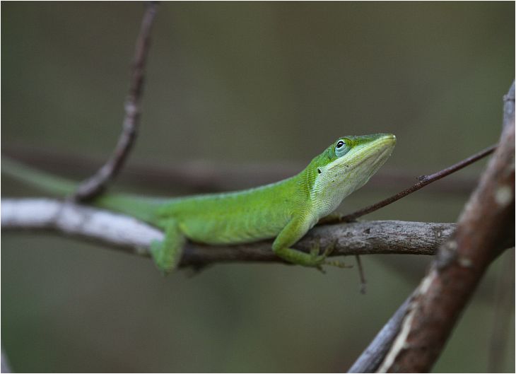 Wilde Perspektiven In The Deep South Naturkundliche