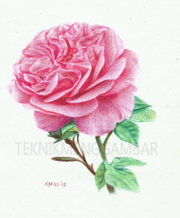 Gambar Bunga Mawar Dengan Pensil Gambar Bunga