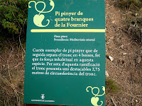 Placa informativa del Pi Pinyer de les Quatre Branques. Autor: Erill Placa informativa del Pi Pinyer de les Quatre Branques. Autor: Erill