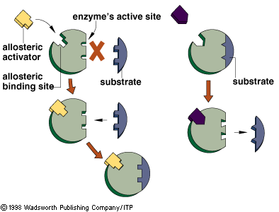 Enzymes Diagram