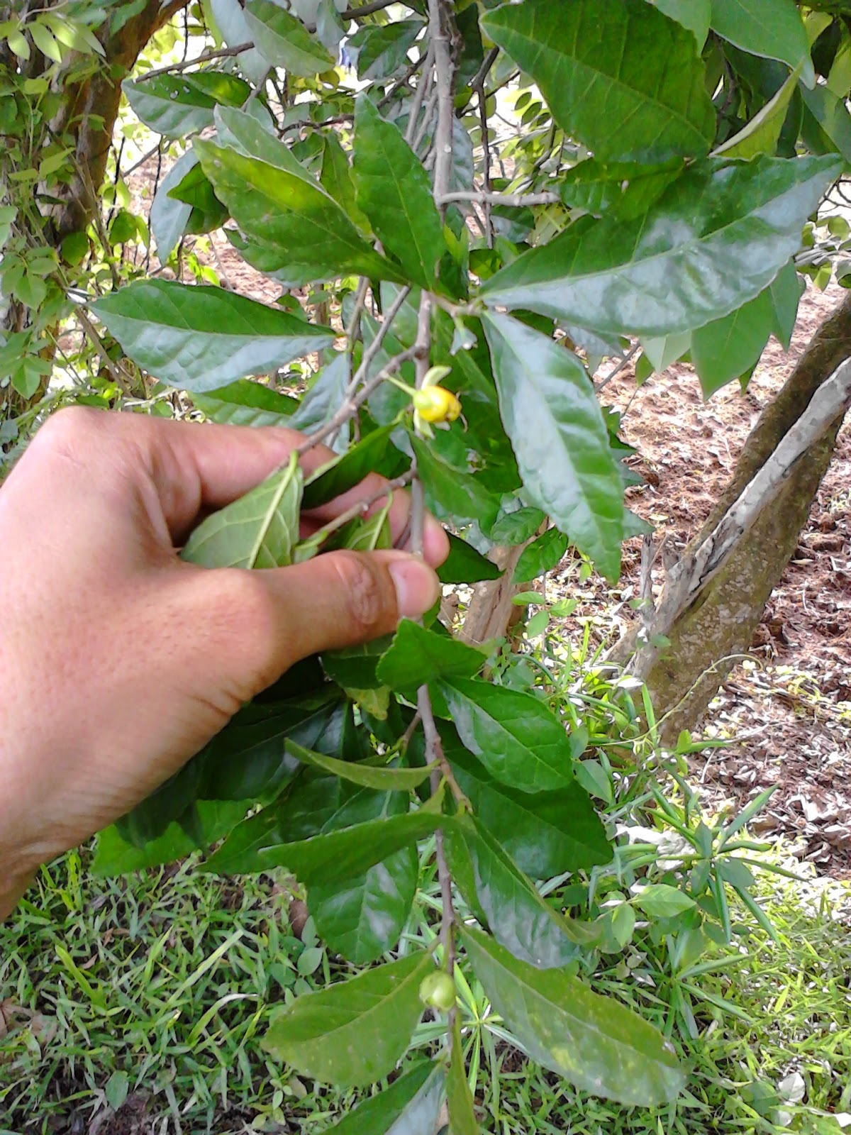 Bonsai Progression CARA MENANAM SERUT