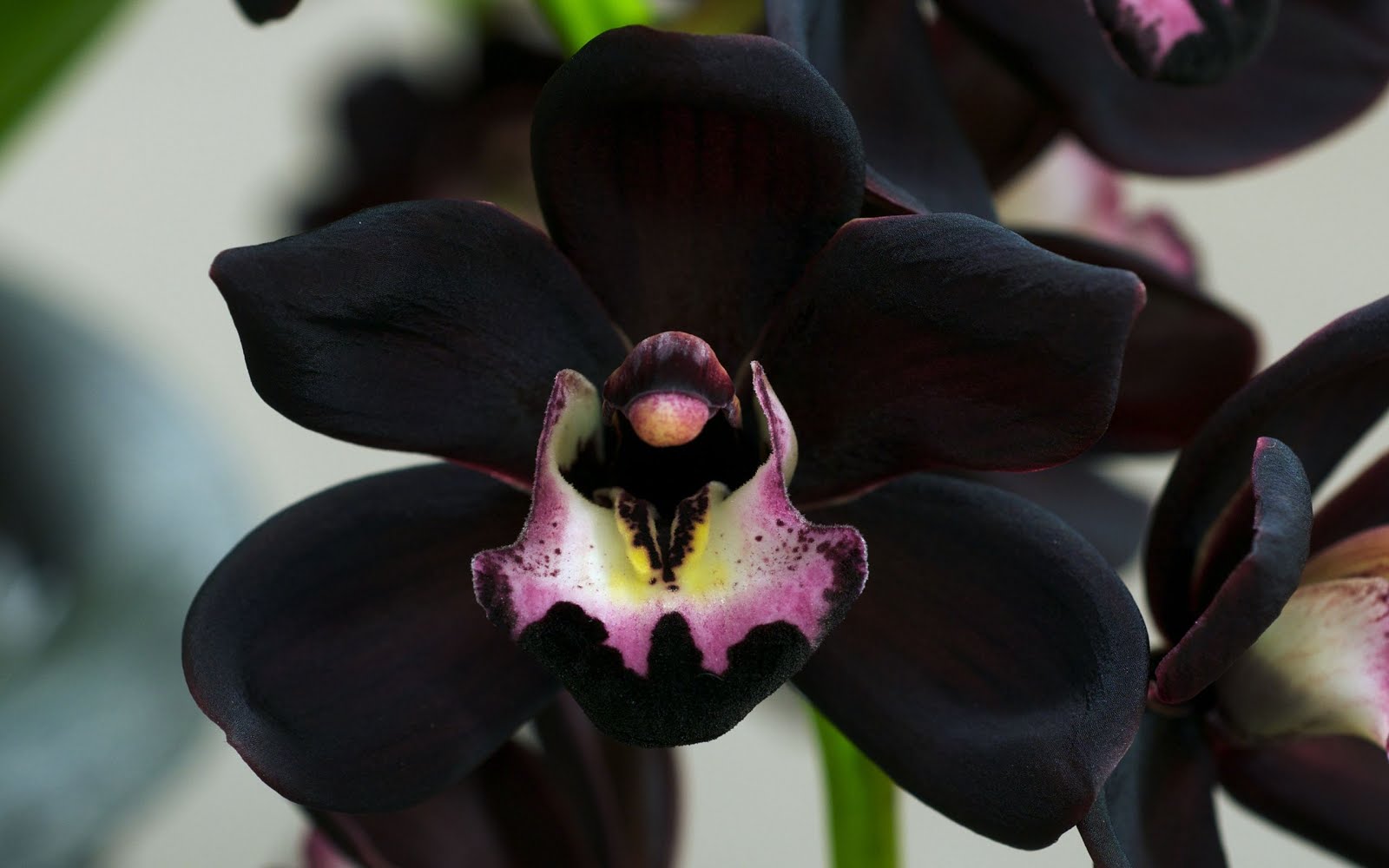 A Black Orchid...