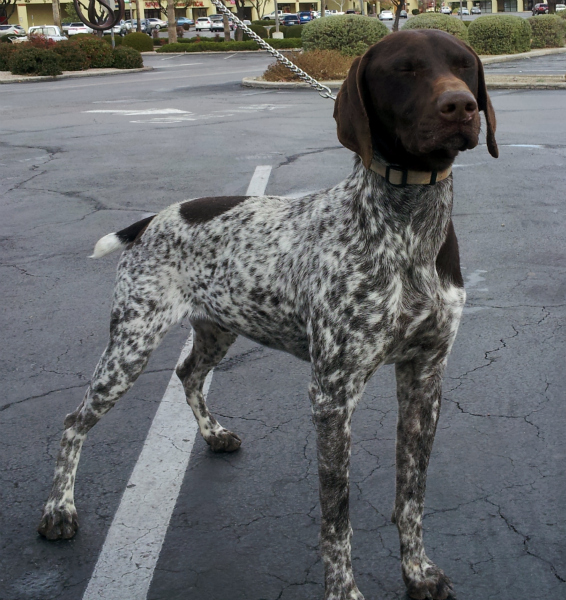 Pointer Cattle mix Dog pond, German shorthair, Gsp puppies