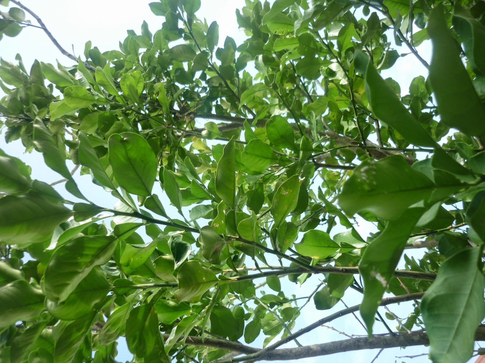 Tropical Trees and Plants Pomelo Tree