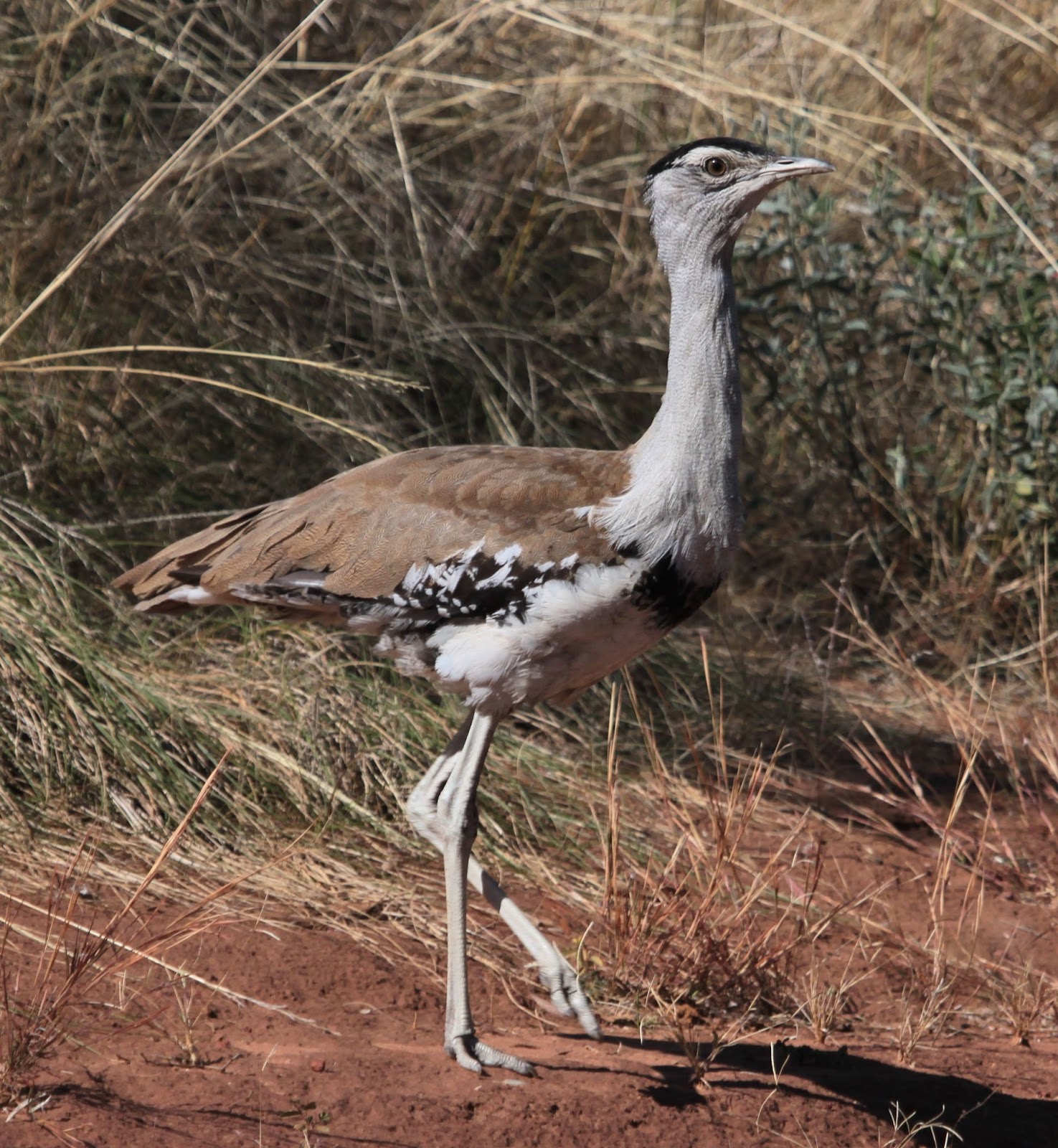 Central Australia Bird Photos Australian Bustard also known as Bush