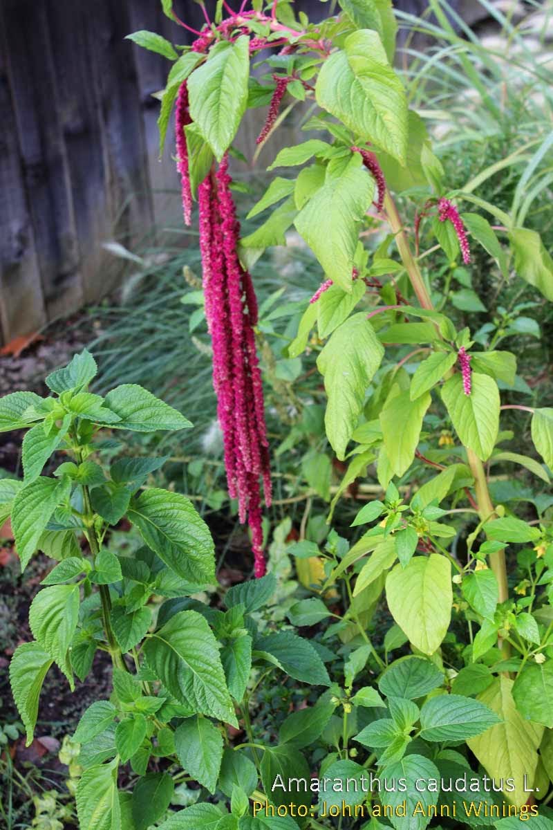 Medicinal Plants Amaranthus caudatus