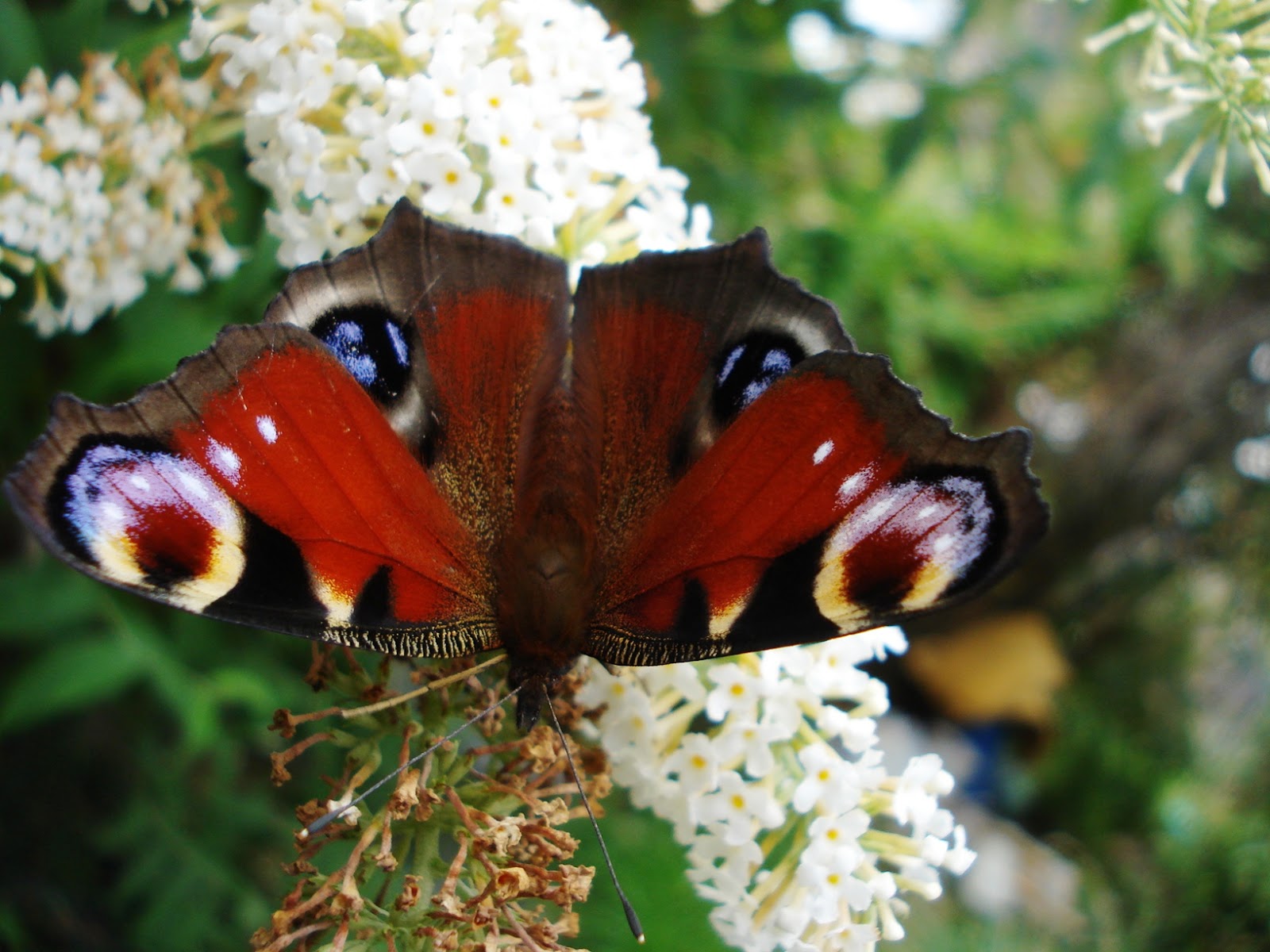 The Book Trunk A Kaleidoscope of Butterflies!