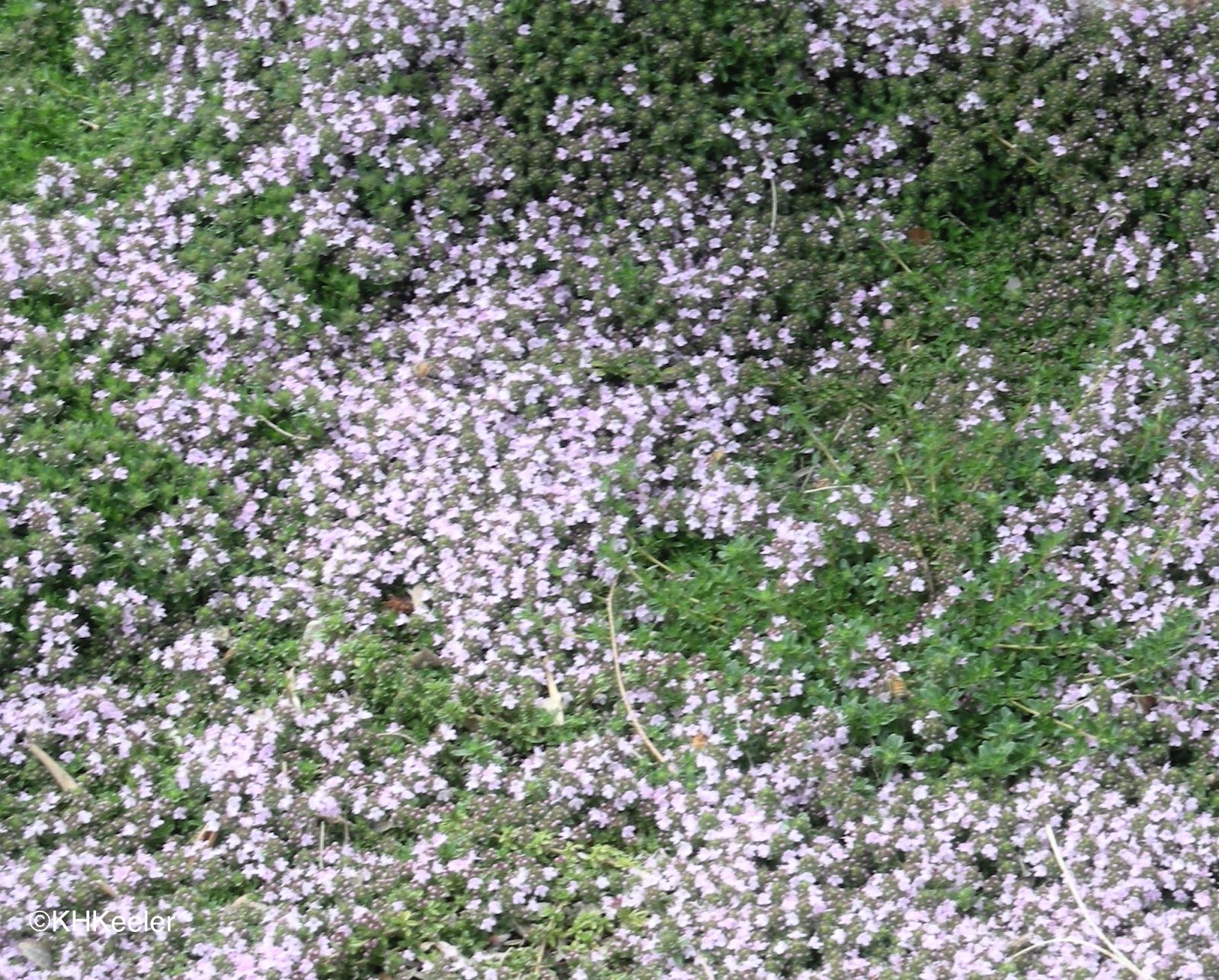 A Wandering Botanist Plant StoryThyme and Its Folklore