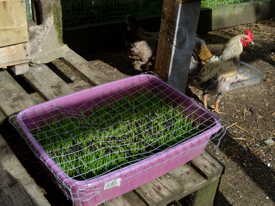 The Garden and Allotment in June Lovely Greens