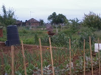 robin redbreast