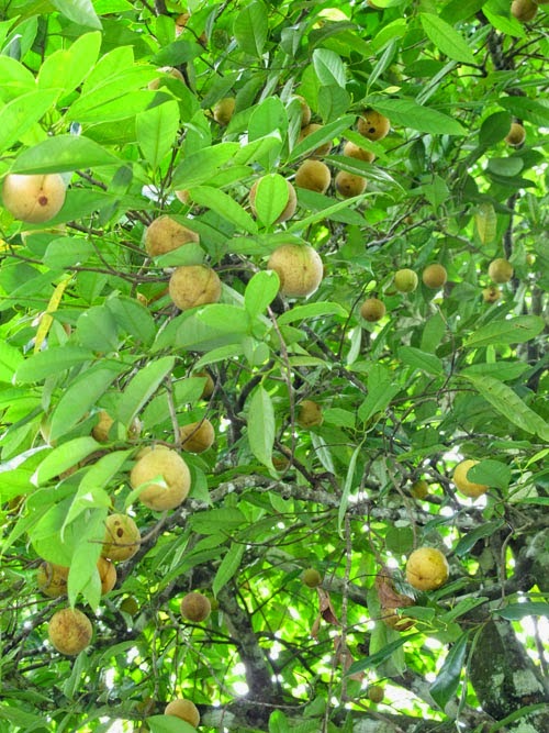 Manfaat Buah Pala