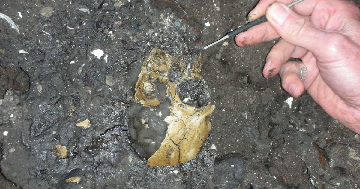 The Dragon's Tales Juvenile Miocene Ape Lufengpithecus lufengensis