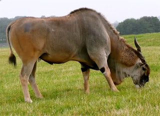 Giant Eland Giant Eland