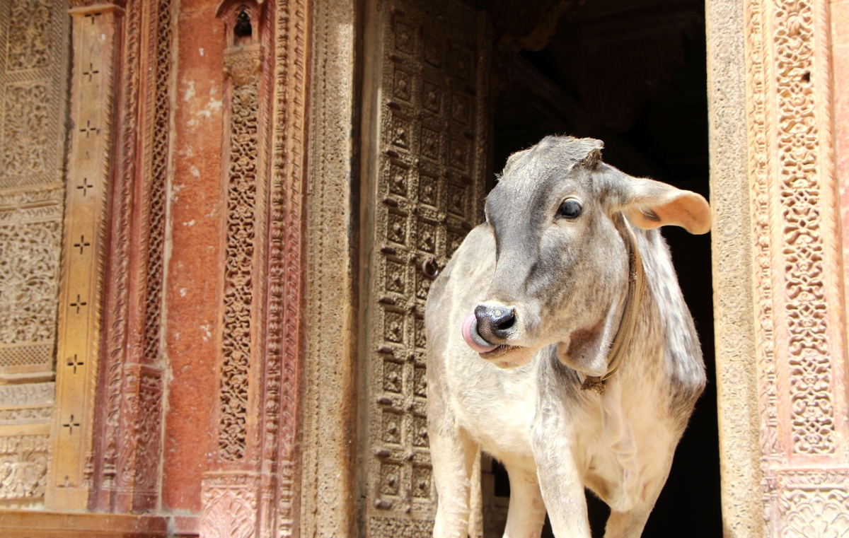 rencontres indiennes