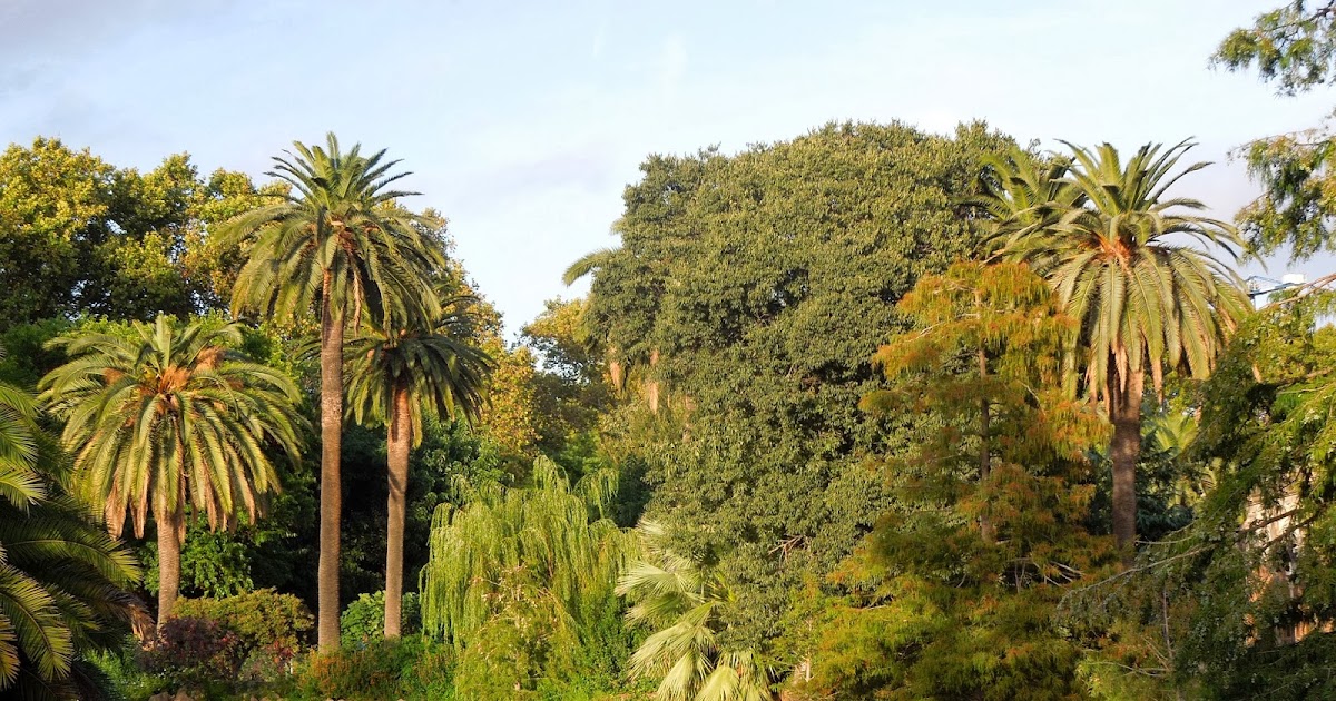 CIPRES DE LOS PANTANOS ~ Botànic Serrat