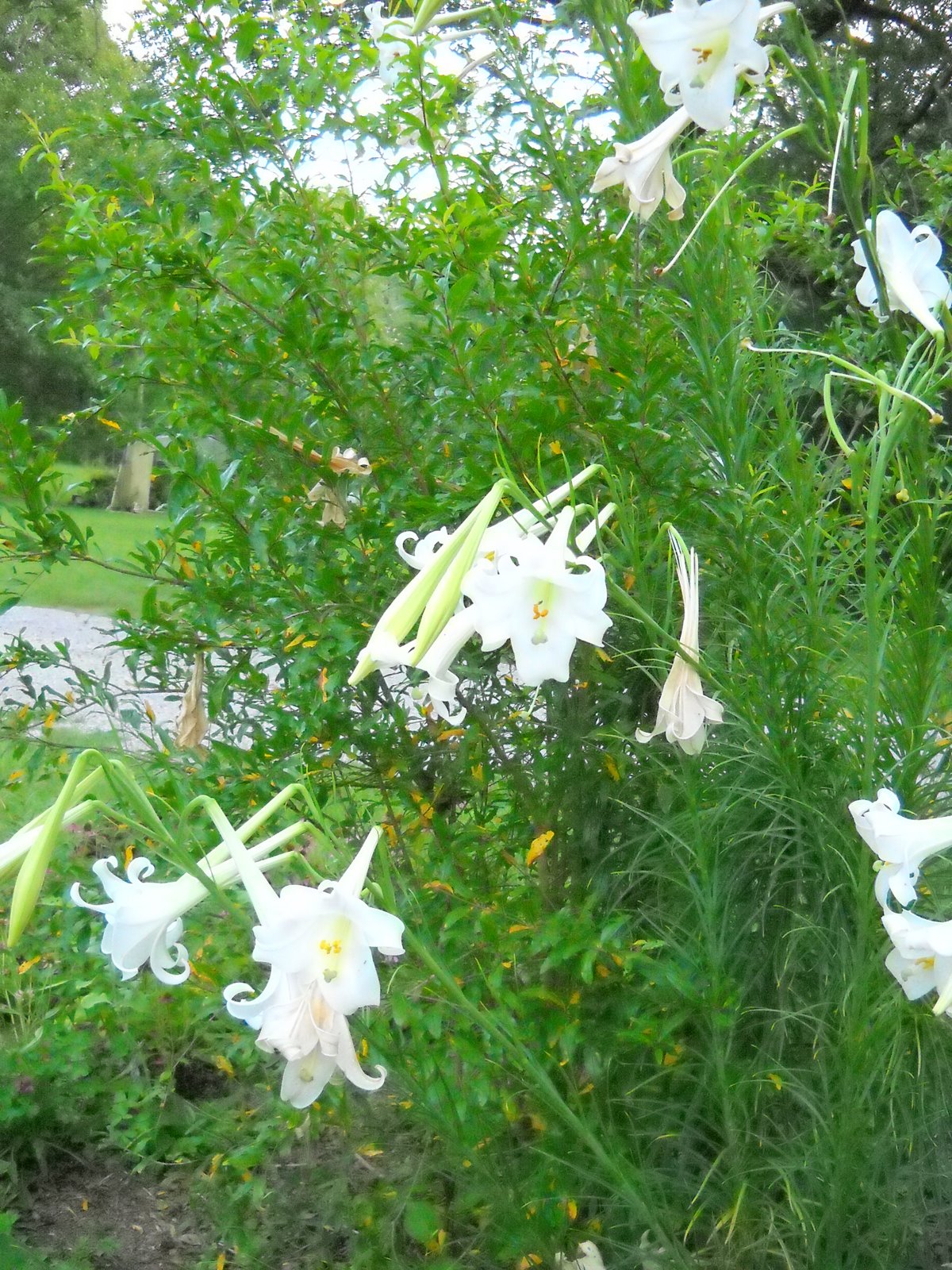Gold Hill Plant Farm Tall Lilies