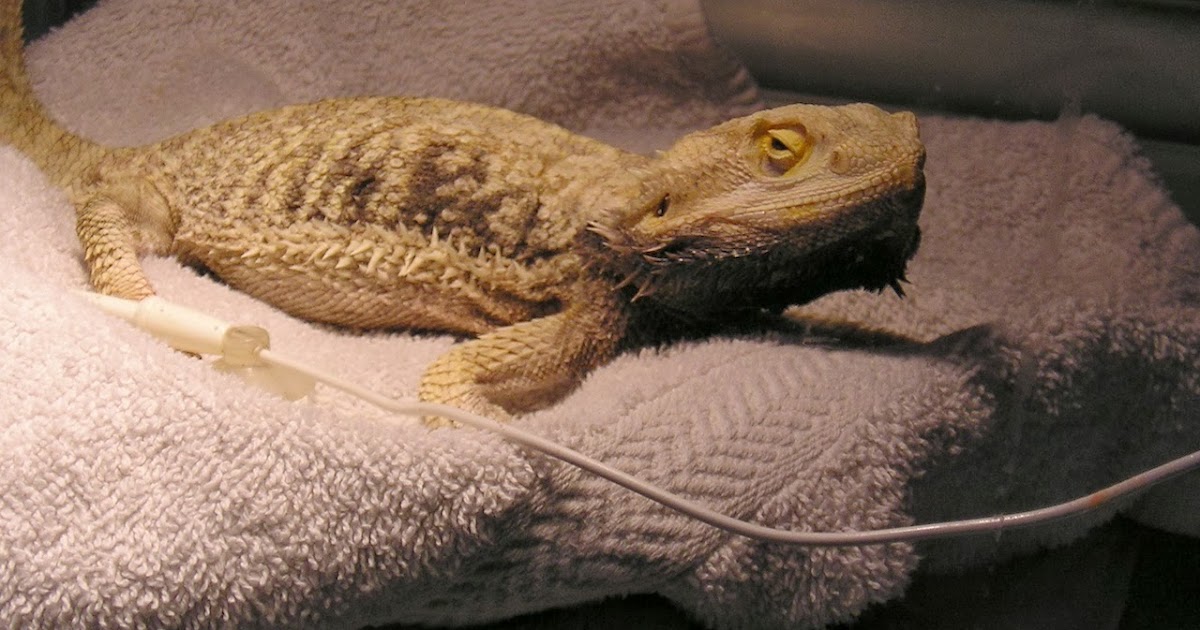 bearded-dragon-throwing-up-food