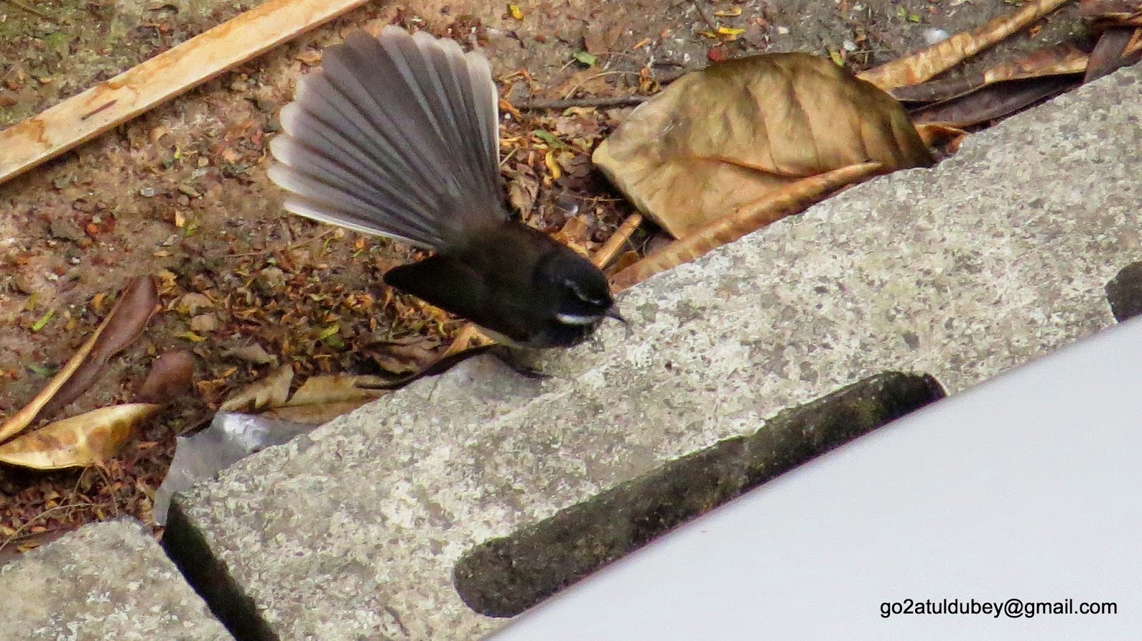 Birds of Nature Birds Of Powai , Mumbai