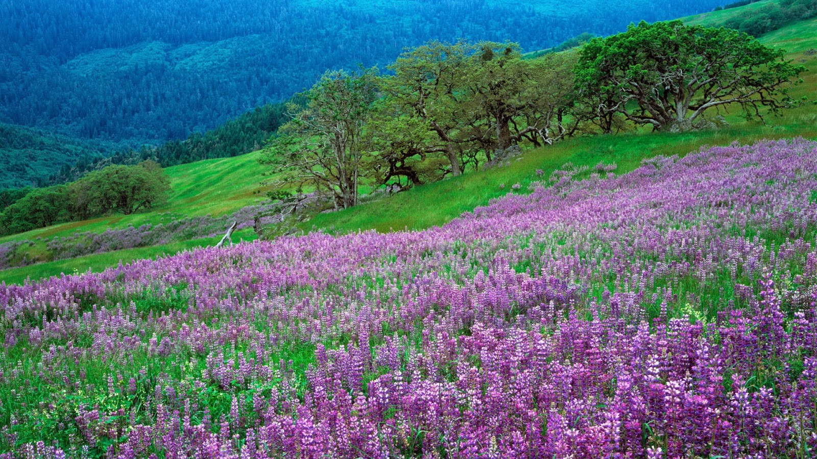 Purple flowers on the hill free hd desktop wallpaper