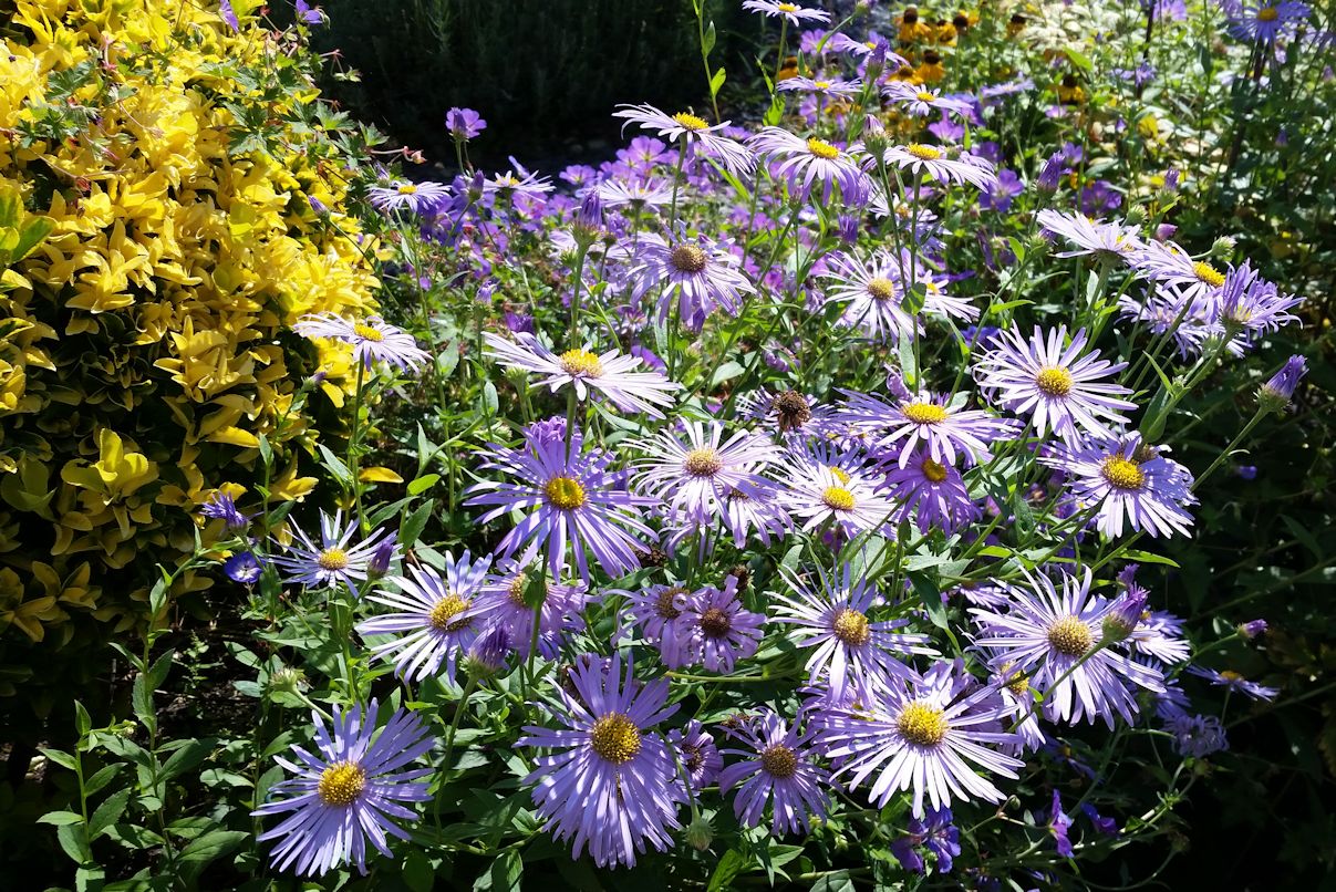 A Life Designing Perennials for Autumn Colour