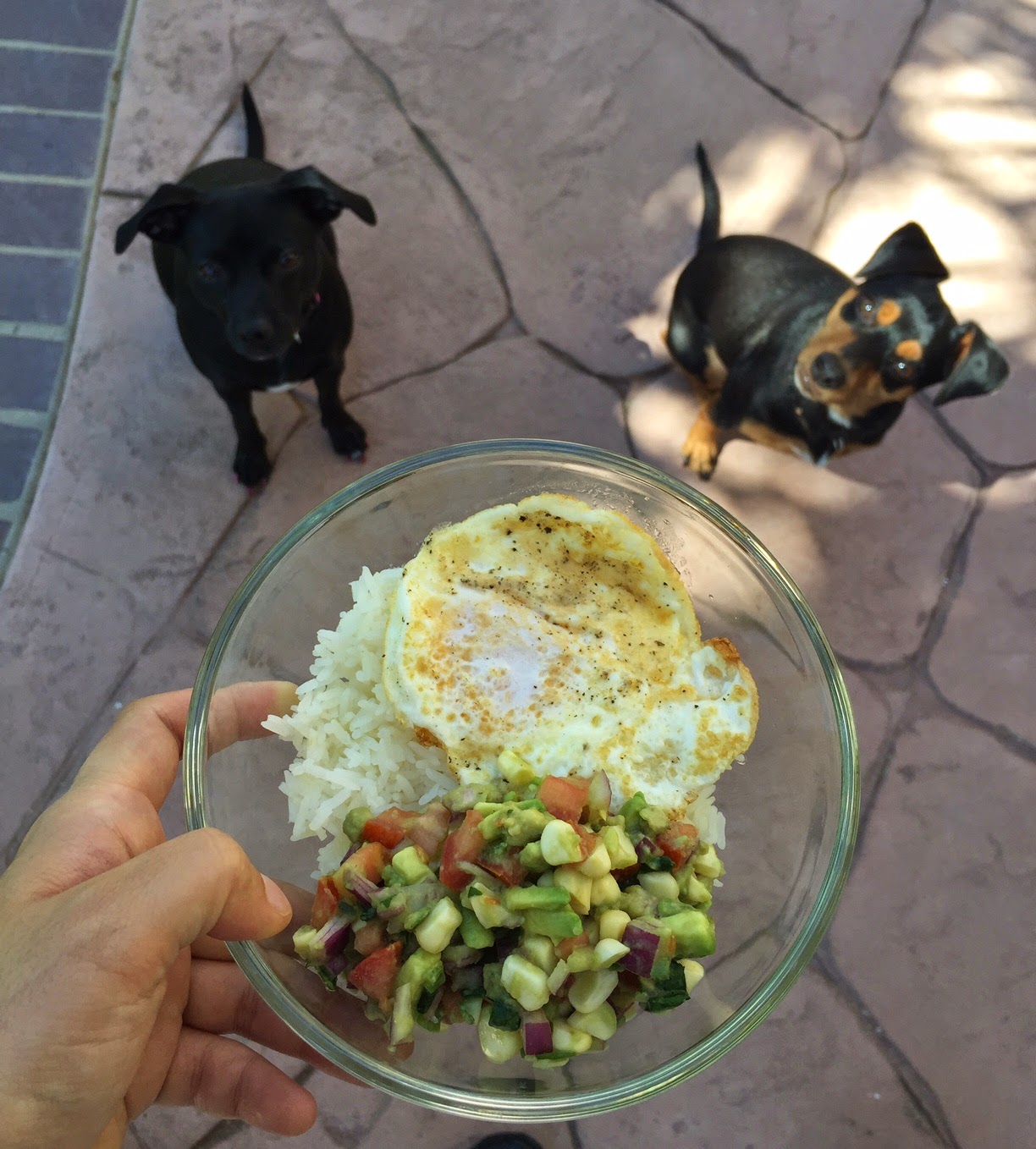 Breakfast With The Dogs Anze the DoxiePin Dog