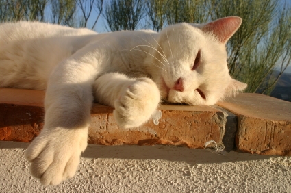 Cat Likes To Sleep In The Sun Cat Likes To Sleep In The Sun