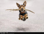 Flying Dog