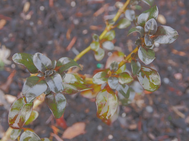 An Annotated Inventory Of Arboreal Flora In Jammu And Kashmir