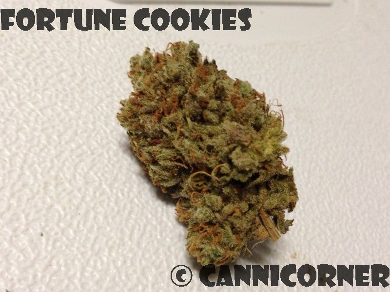 CanniCorner Fortune Cookies (Girl Scout Cookies x OG Kush)