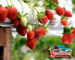 Genting Strawberry Farm