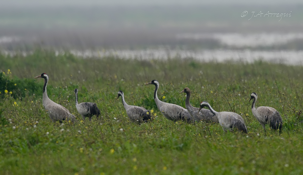 Grulla común, Grus grus, Common Crane Grulla común, Grus grus, Common Crane