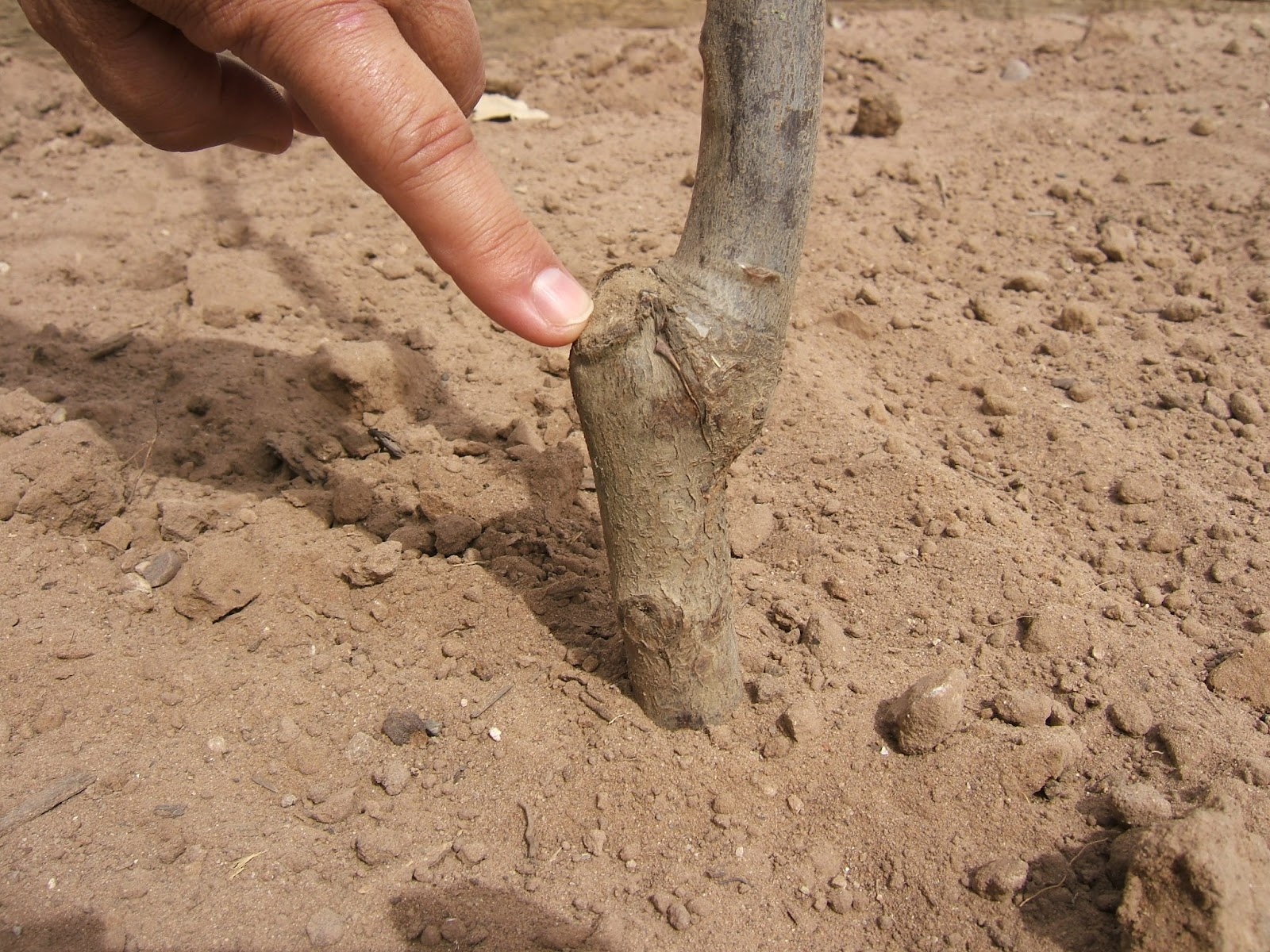 Grafted Fruit Tree Planting Part 2 Plant Your Tree!