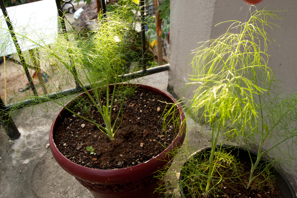 Florence Fennel Adventures in Gardening Pohnpei, Micronesia
