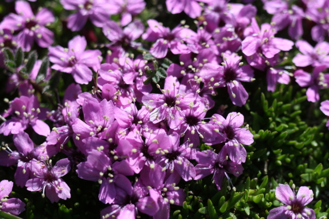 カナダの森で 7月1日 花ハイク その四 モス キャンピオン